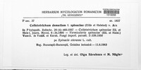 Colletotrichum dematium image